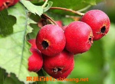 ɽ髹��������빦Ч