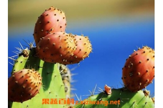 �����ƹ��������빦Ч