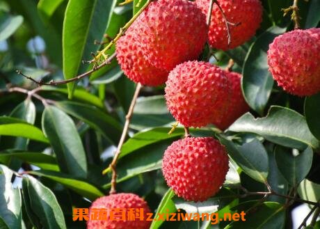 ����֦�ĺô��빦Ч����