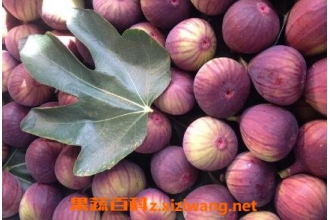�����ܳ�ʲôˮ�� �����ʺϳԵ�ˮ������