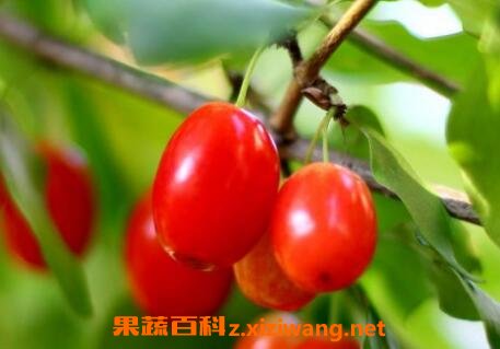 ������ʲô ���ǵ������빦Ч