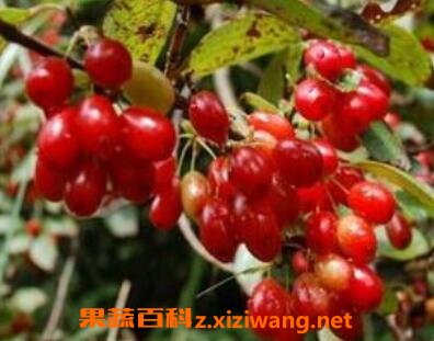 ������ʲô ���ǵ������빦Ч