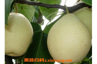 ���ճ�ʲôˮ�� ��Щˮ����