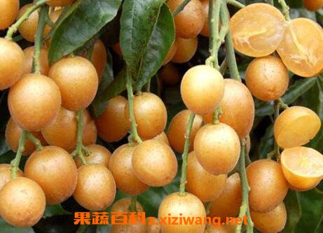 ��Ƥ����Ӫ����ֵ�빦Ч