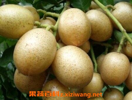 ��Ƥ����Ӫ����ֵ�빦Ч