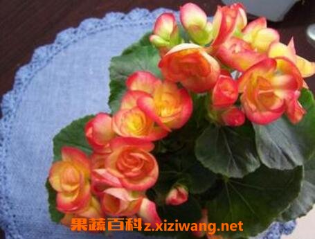 ���Ļ�����ֳ����