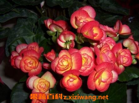 ���Ļ�����ֳ����