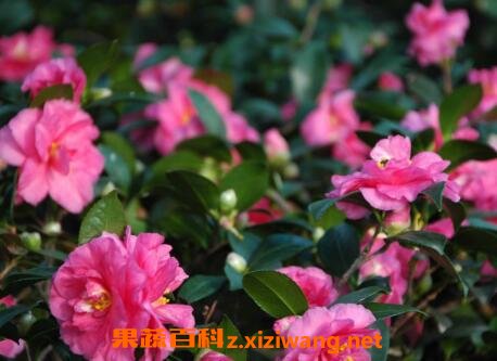 �軨����ֳ������ע������