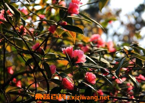 �軨����ֳ������ע������