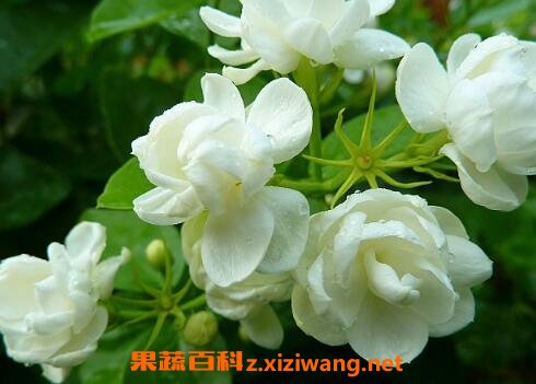 ���򻨵���ֳ������ע������