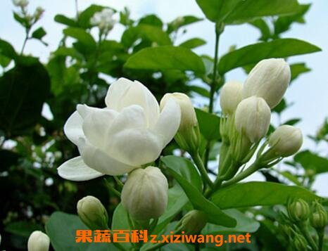 ���򻨵���ֳ������ע������