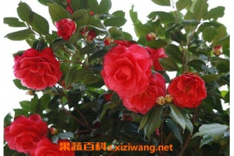 ɽ�軨����ֳ������ע������