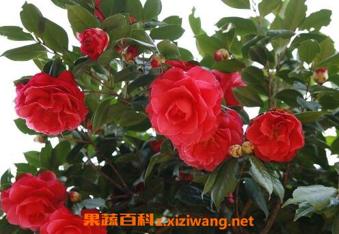 ɽ�軨����ֳ������ע������