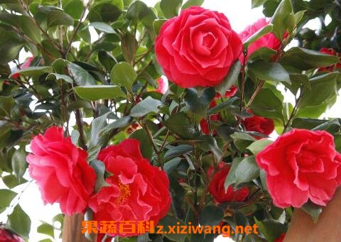 ɽ�軨����ֳ������ע������
