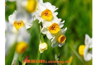 ˮ�ɻ�����ֳ��������ֳ����