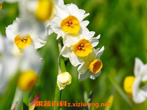 ˮ�ɻ�����ֳ����