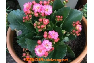 ���ٻ���ô�� ���ٻ�����ֳ��������