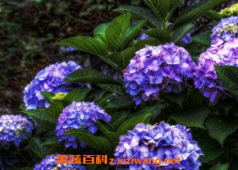 ���򻨵���ֳ������ע������