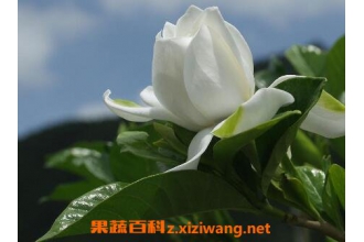 ���ӻ���ô���� ���ӻ�����ֳ�����ͼ���