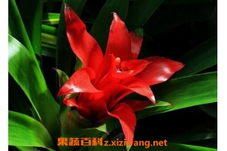 ���滨����ֳ���� ���滨��ô����