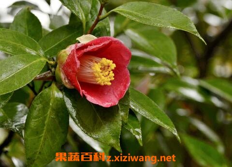 �軨����ֳ���� ��ֳ�軨��ע������