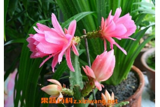 ����ɻ�����ֳ������ע������