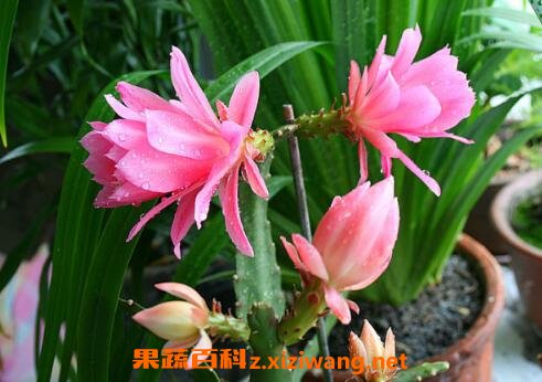 ����ɻ�����ֳ������ע������
