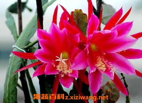����ɻ�����ֳ������ע������