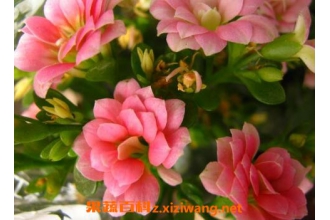 ���ٻ������ֳ ���ٻ�����ֳ������ע������
