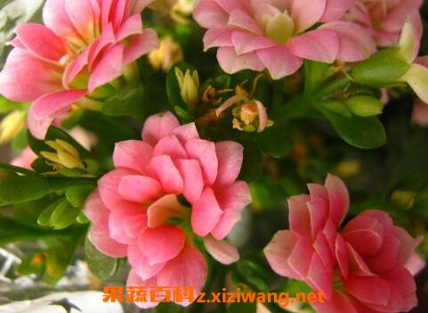 ���ٻ���ֳ������ע������