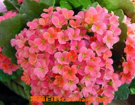 ���ٻ���ֳ������ע������