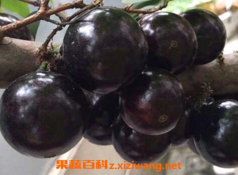 �α�����Ӫ����ֵ