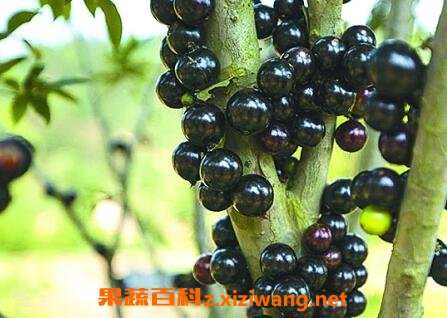 �α�����Ӫ����ֵ