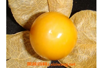 �������Ӫ����ֵ�빦Ч����