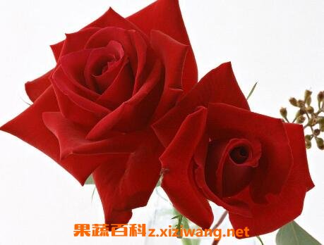 �ڵ�õ�廨����ͨõ�������