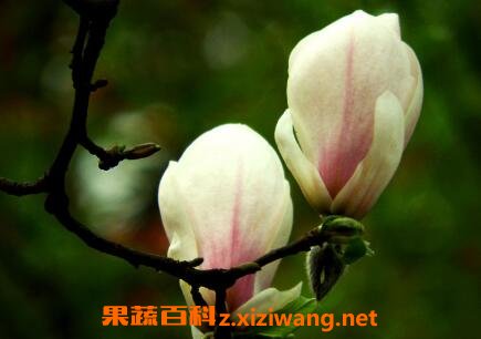 ������������ֳ����