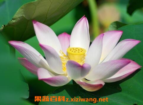 �ɻ���������ʲô����