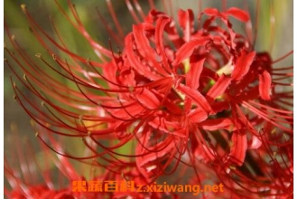 �˰�������ֳ������ע������