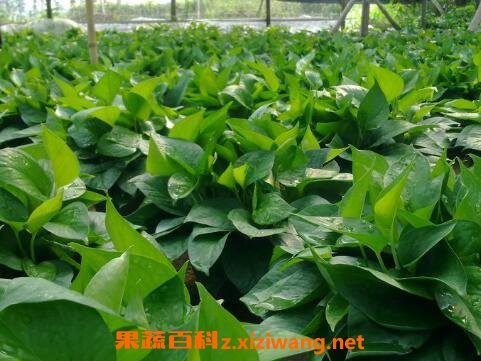 ����Ҷ�ӷ�����ô�� ����Ҷ�ӷ��Ƶ�ԭ��