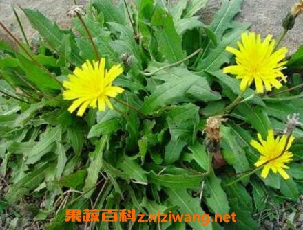 ���Ŷ�����ֳ������ע������