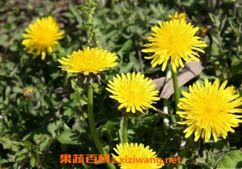 ���Ŷ�����ֳ������ע������