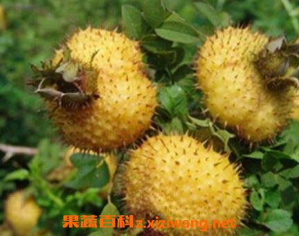 Ұ����Ĺ�Ч������