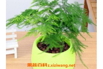 �������ֳ���� ����Ҷ�ӱ����ô��