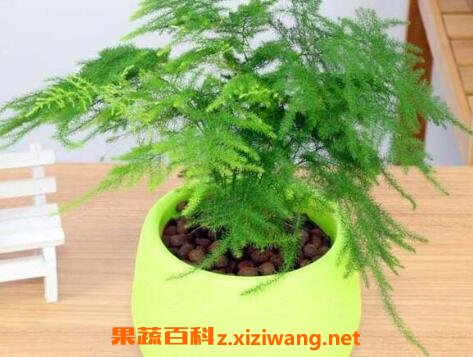 �������ֳ���� ����Ҷ�ӱ����ô��