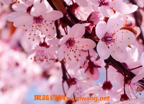 ���쿪�Ļ�����Щ