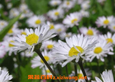 ���쿪�Ļ�����Щ