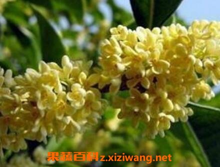 ���ļ��𻨵���ֳ������ע������