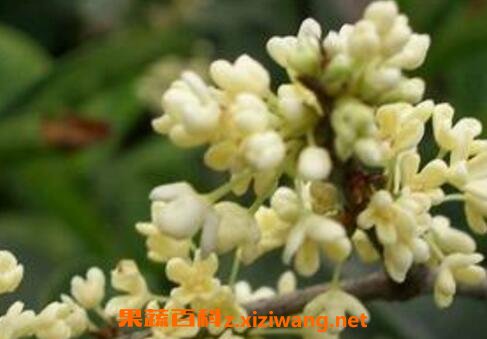 ���ļ��𻨵���ֳ������ע������