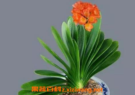  ���ھ�����������ֳ������ע������