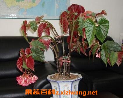��Ҷ���Ļ�����ֳ������ע������